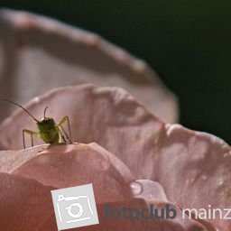 2026_meinbild_britta_abe_rose mit besucher 1